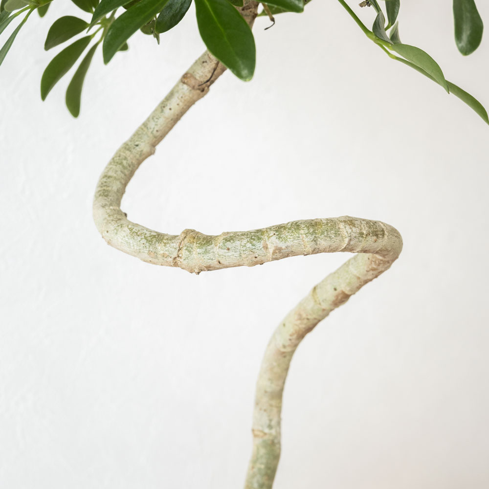 シェフレラ コンパクタ