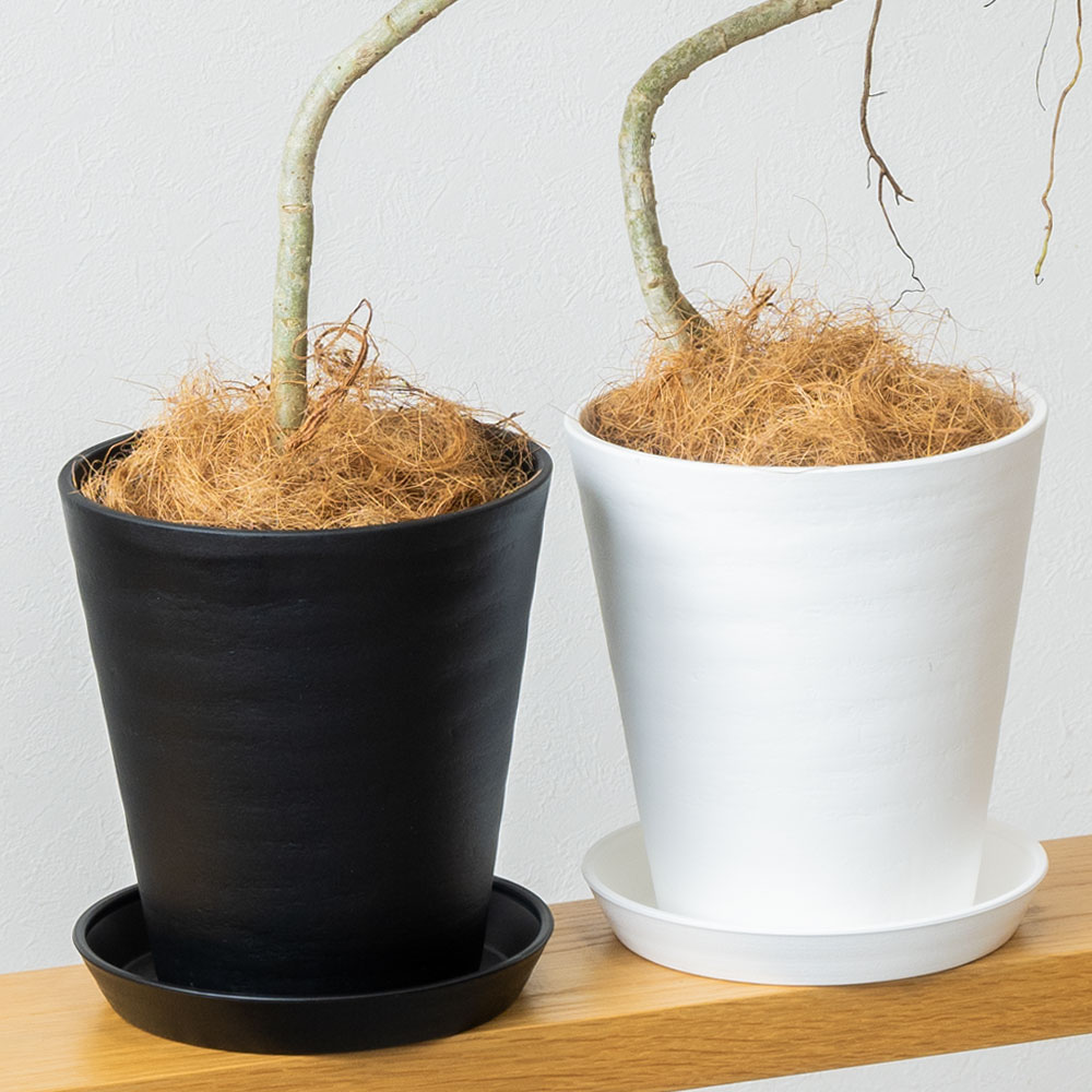 シェフレラ コンパクタ