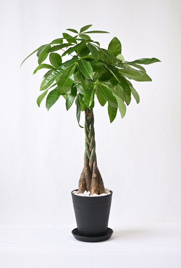 パキラ セラアート7号鉢