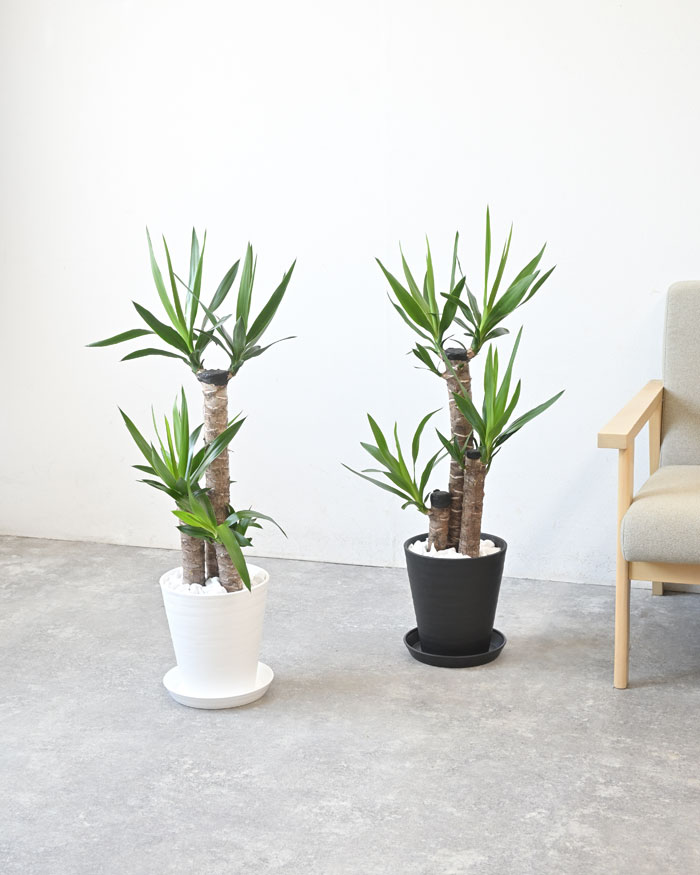 ユッカ・エレファンティペス