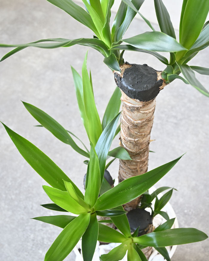 ユッカ・エレファンティペス