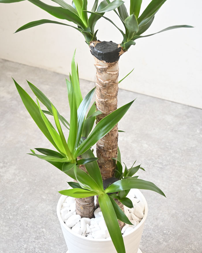 ユッカ・エレファンティペス