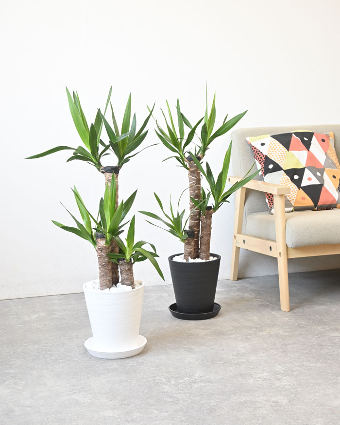 ユッカ・エレファンティペス