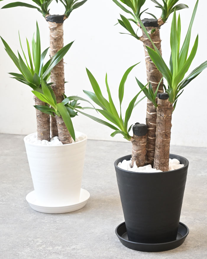 ユッカ・エレファンティペス