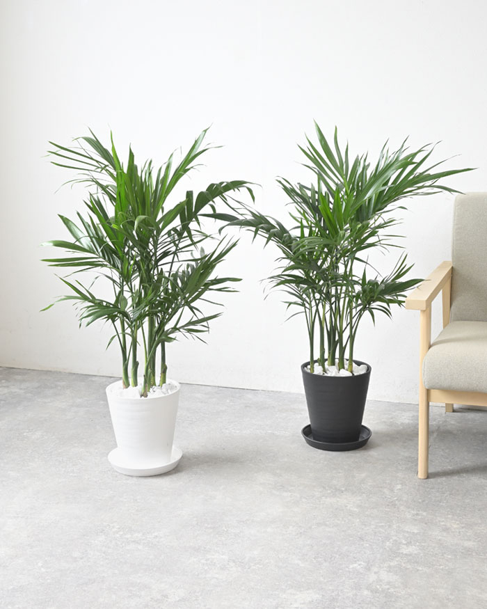 メキシコケンチャヤシ