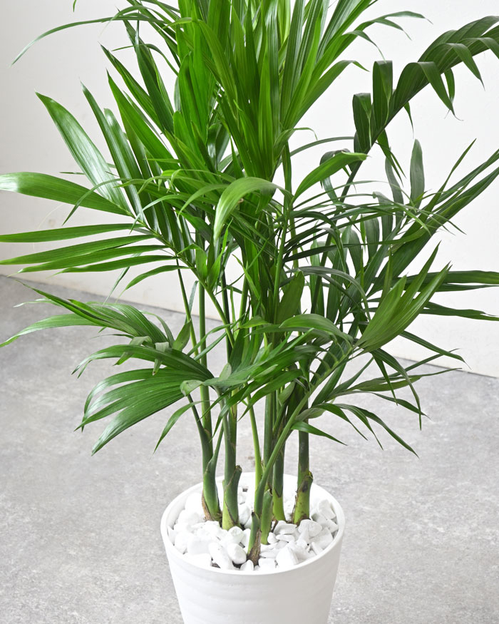 メキシコケンチャヤシ