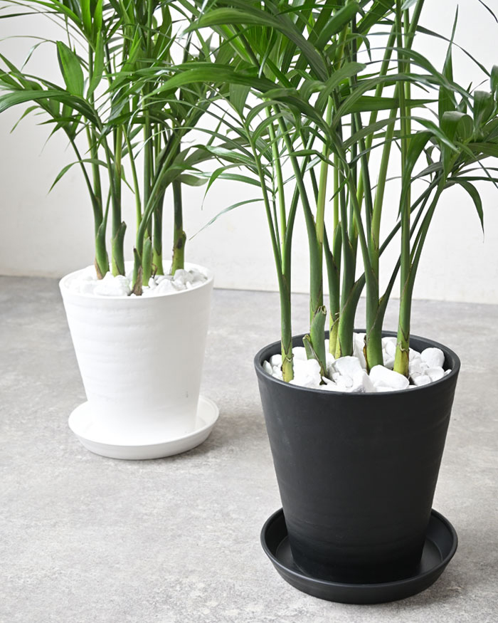 メキシコケンチャヤシ