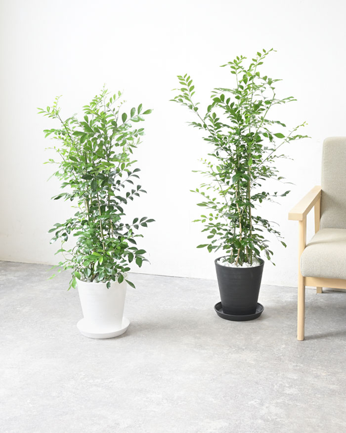 ゲッキツ（シルクジャスミン）