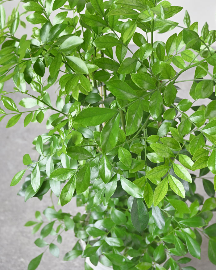 ゲッキツ（シルクジャスミン）