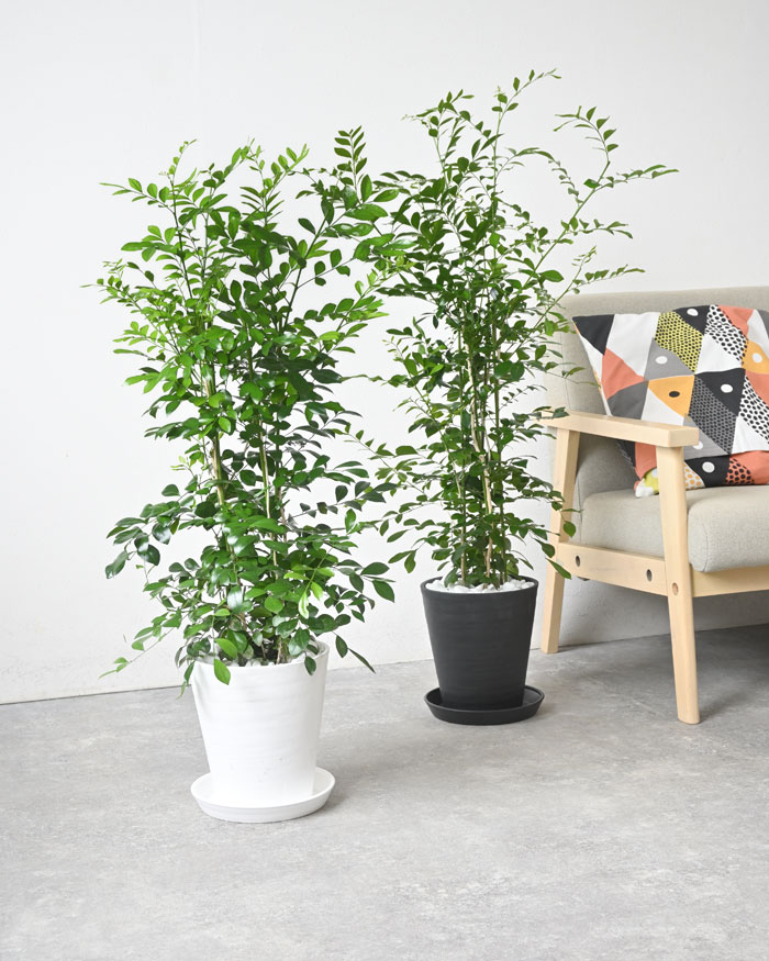 ゲッキツ（シルクジャスミン）