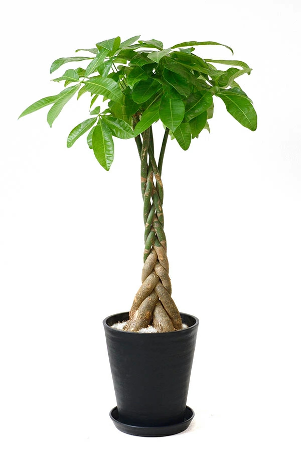 パキラ セラアート8号鉢