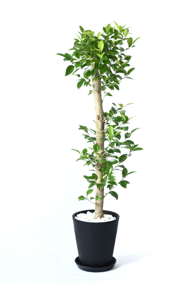 ガジュマル セラアート8号鉢