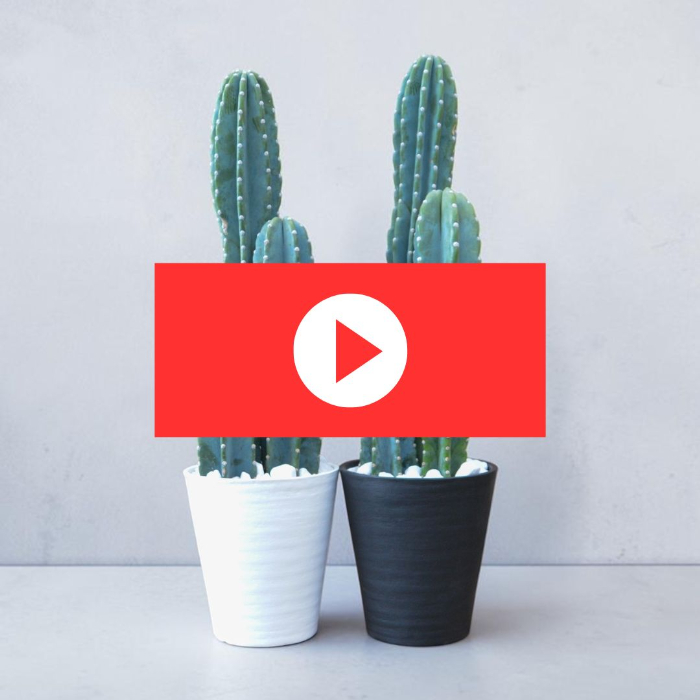 モノトーンの鉢が引き立てる、唯一無二の造形美