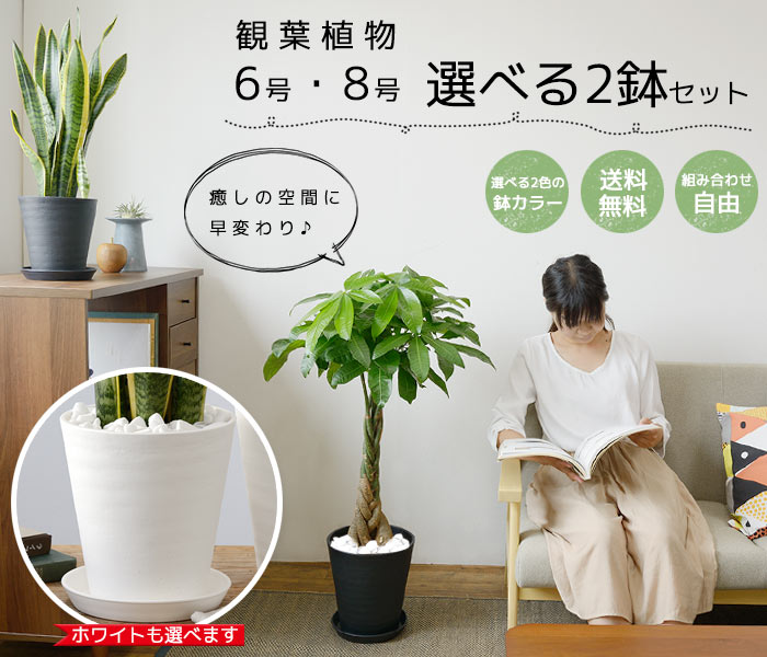 観葉植物選べる２鉢セット