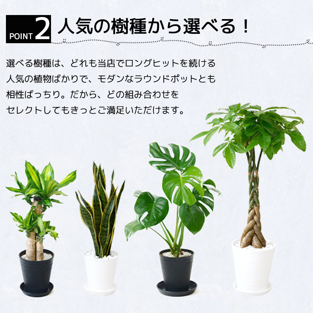 人気の樹種から選べる！