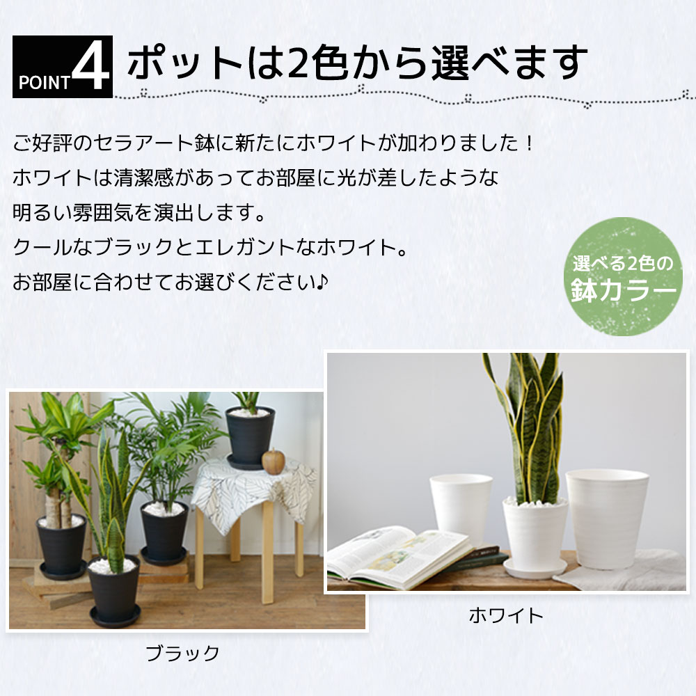 お得なセット価格