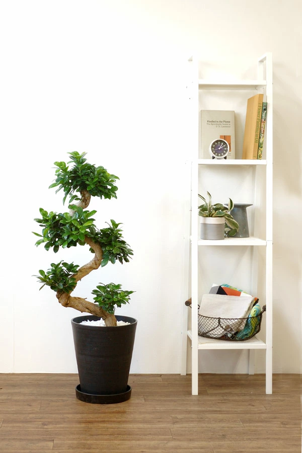 ガジュマル10号鉢