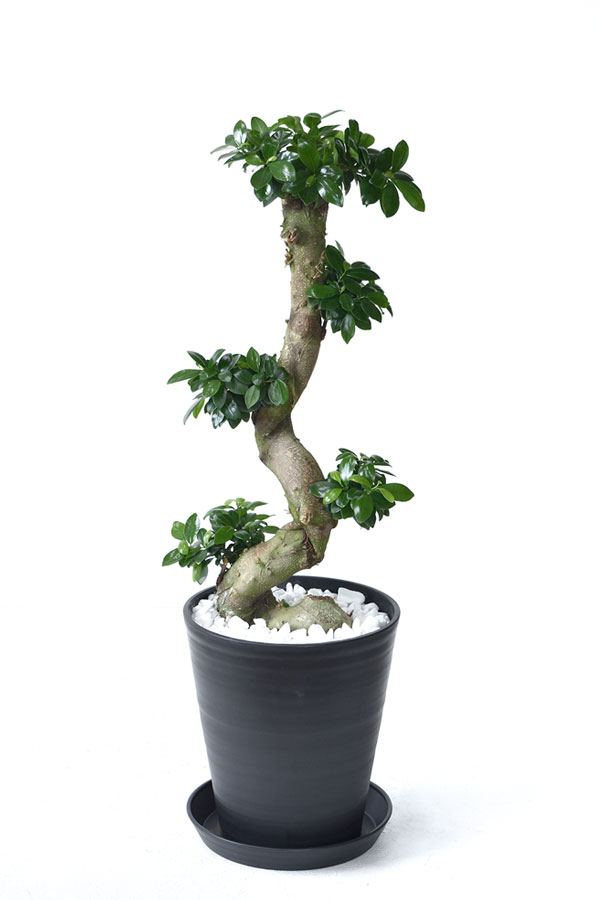 ガジュマル セラアート10号鉢