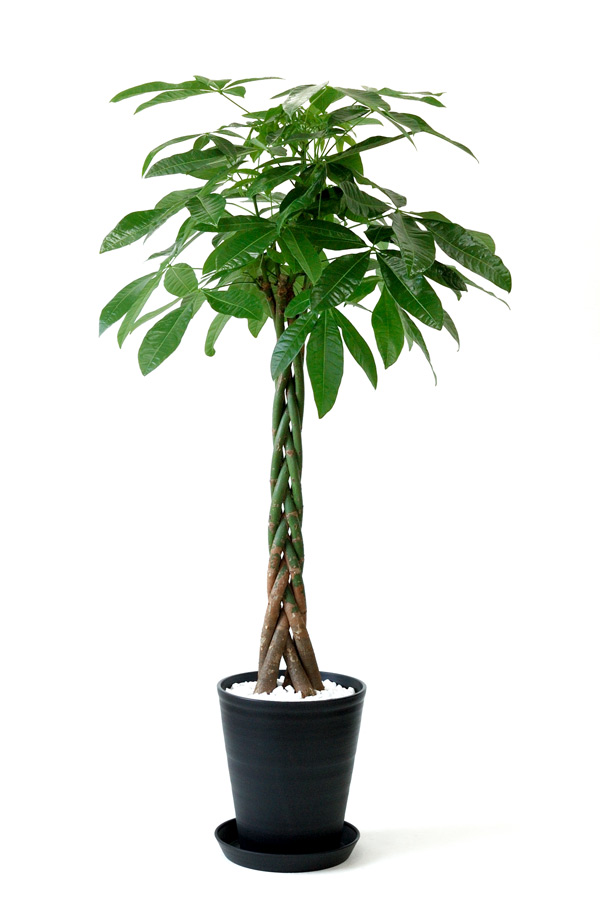 パキラ セラアート10号鉢