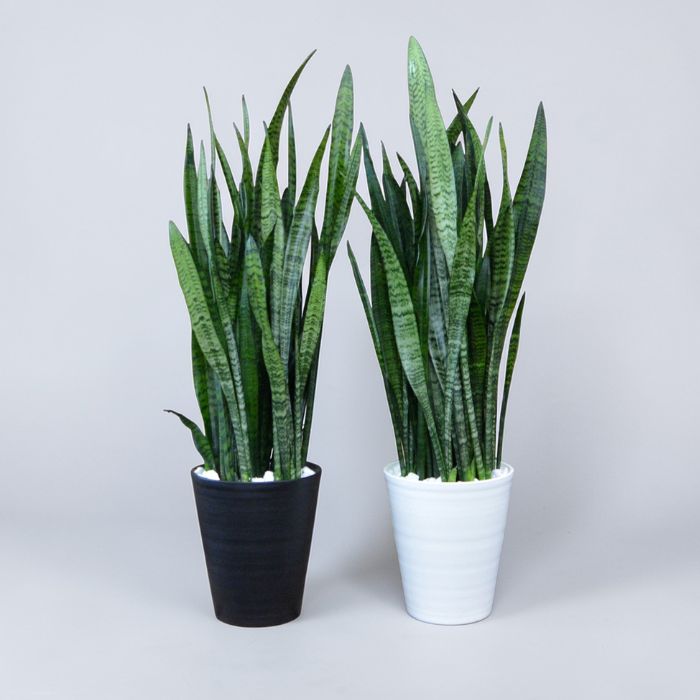 サンセベリア・ゼラニカ 10号