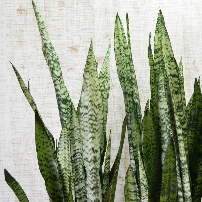 ゼラニカの葉模様