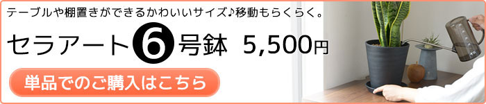 セラート6号鉢