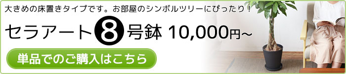 セラート8号鉢