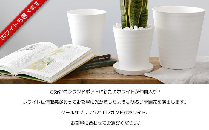 観葉植物選べる２鉢セット