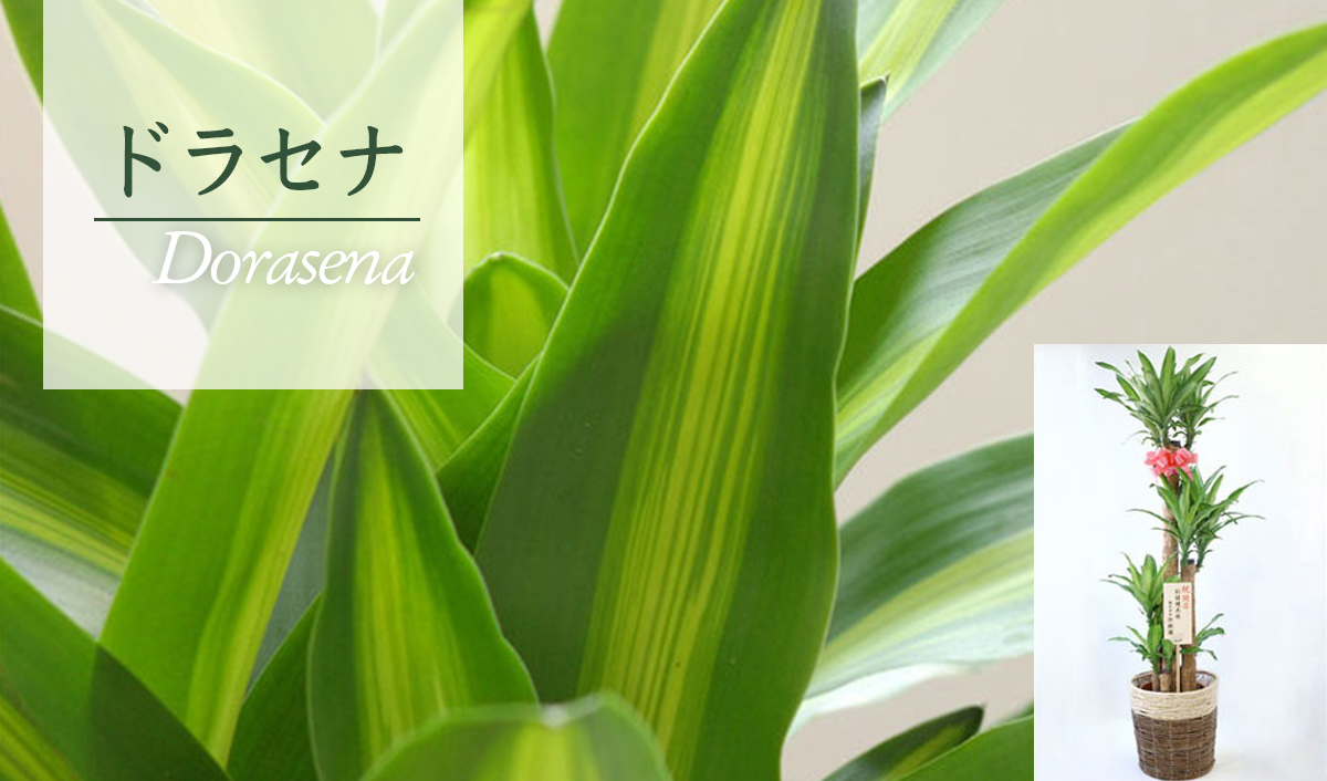 ドラセナ