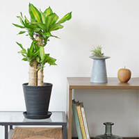 幸福の木（ドラセナ・マッサンゲアナ）