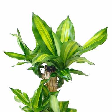 幸福の木（ドラセナ・マッサンゲアナ）