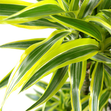  ドラセナ・ワーネッキー・レモンライム