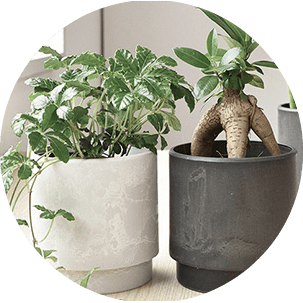 フィカス・ベンガレンシス 【S字】 曲がり樹形 7号鉢 観葉植物 本物