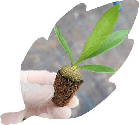 エコグリーンヒガシ