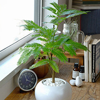  エバーフレッシュ