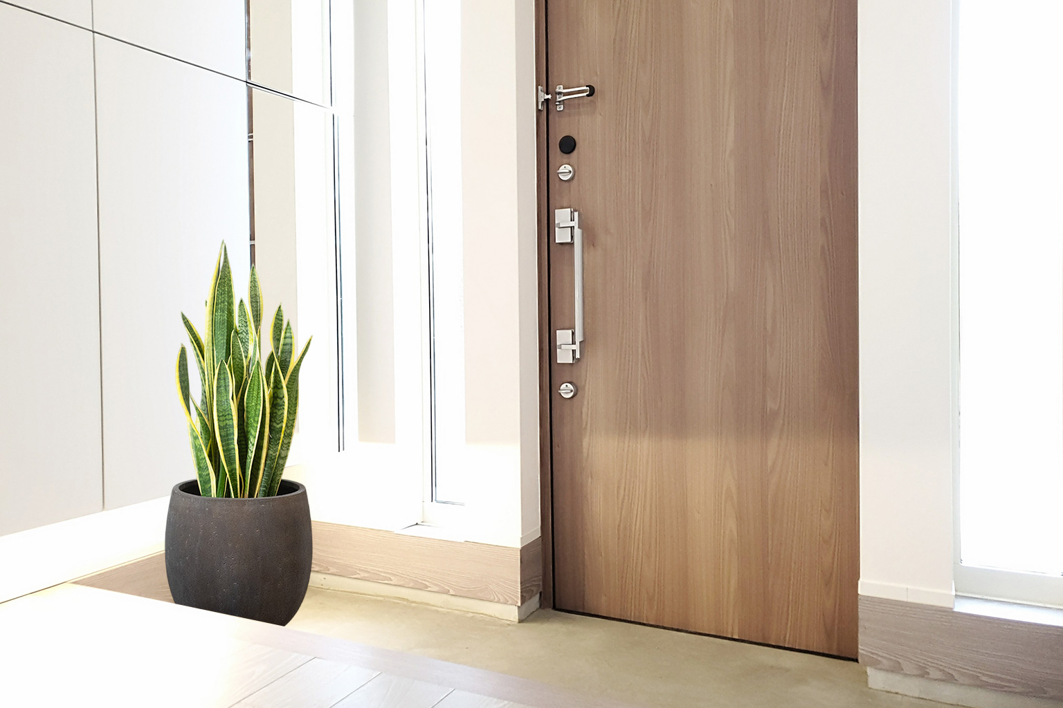 玄関におすすめの観葉植物