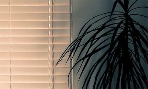 日陰に強い観葉植物
        