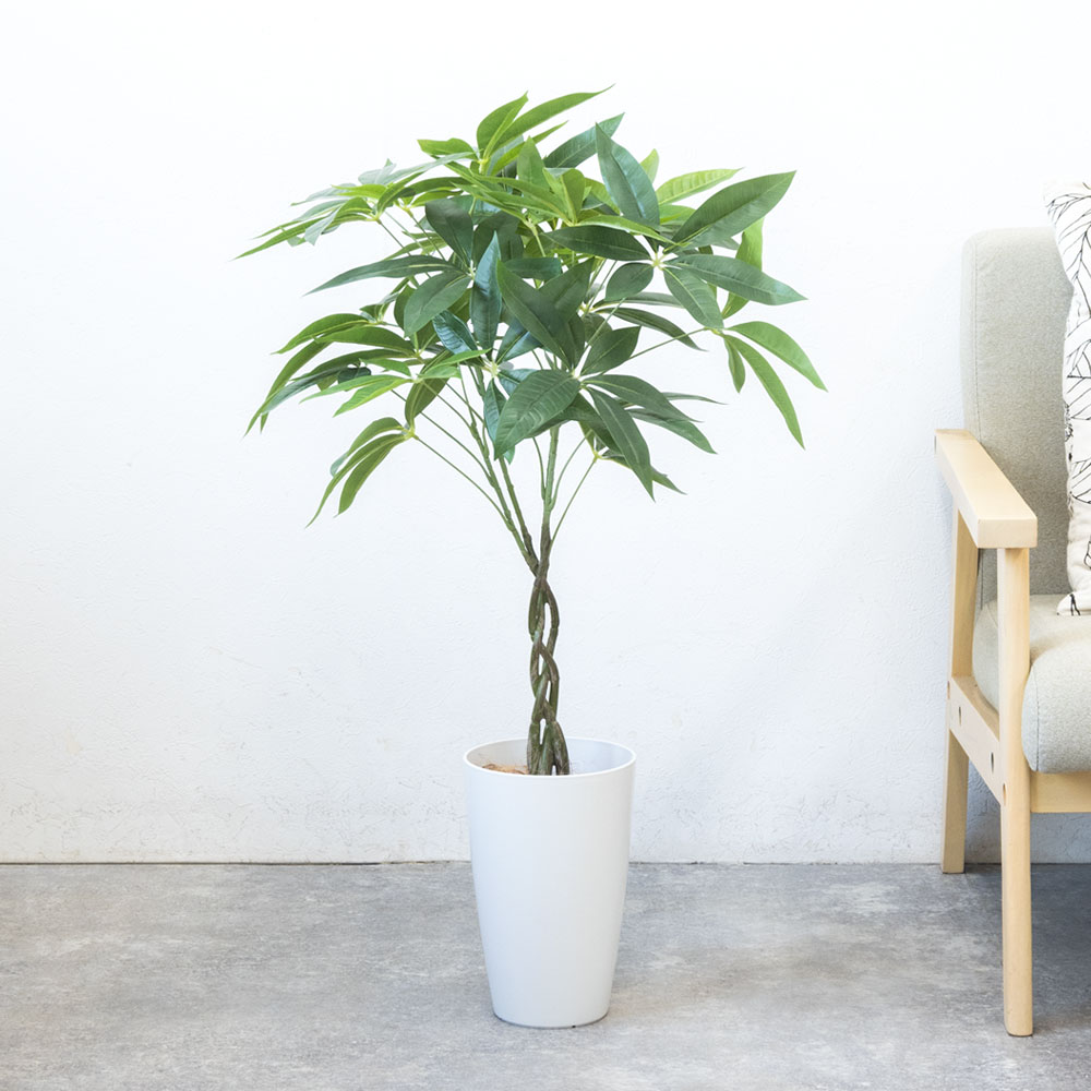 フェイクグリーン パキラ