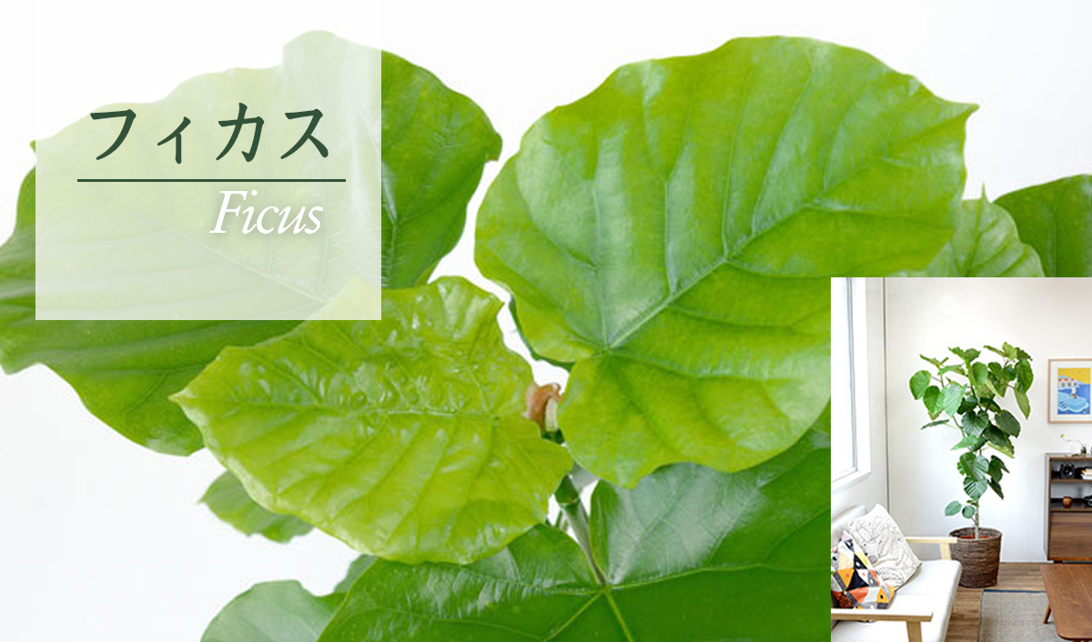 フィカス・ウンベラータ