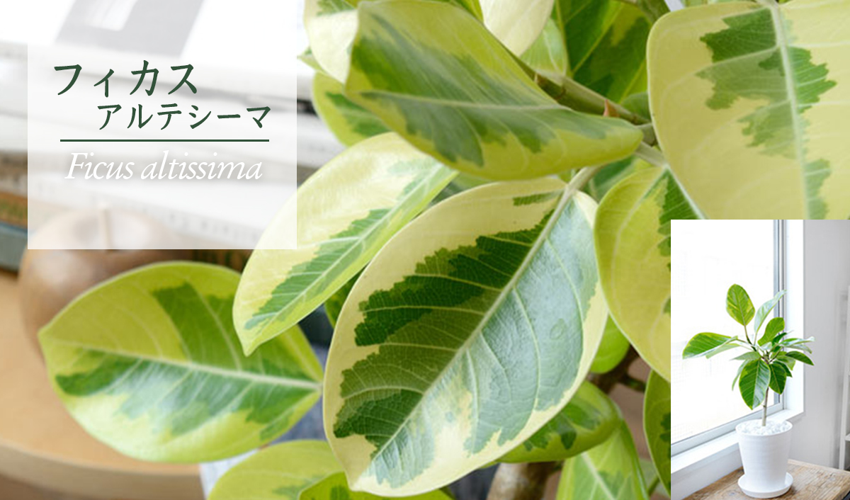 フィカス・アルテシーマ