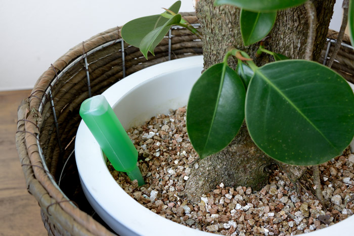 植物あんしんイキイキセット