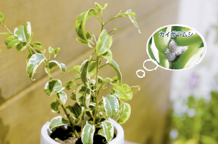 虫からやさしく守るミスト