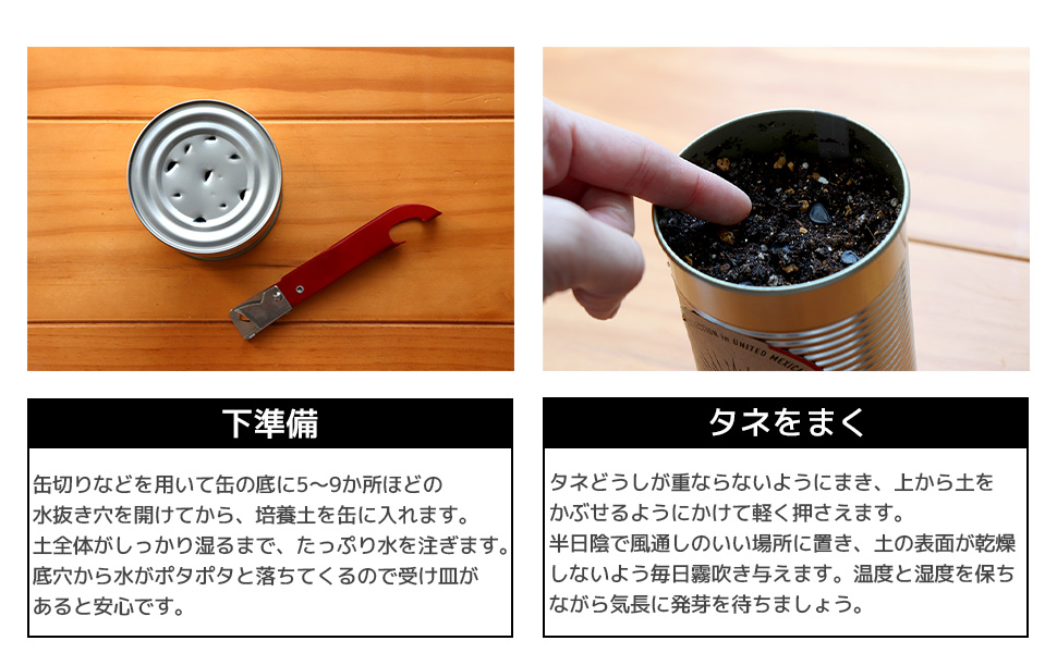 世界の植物 栽培セット