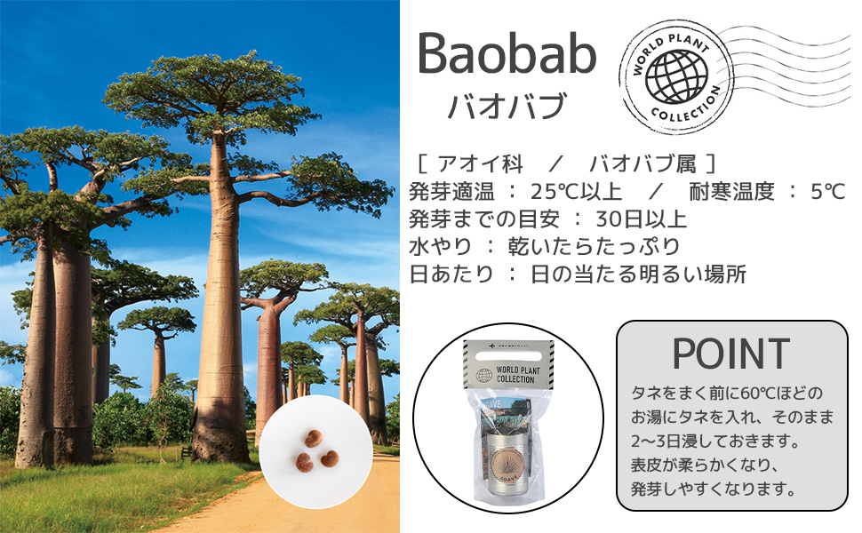 世界の植物 栽培セット