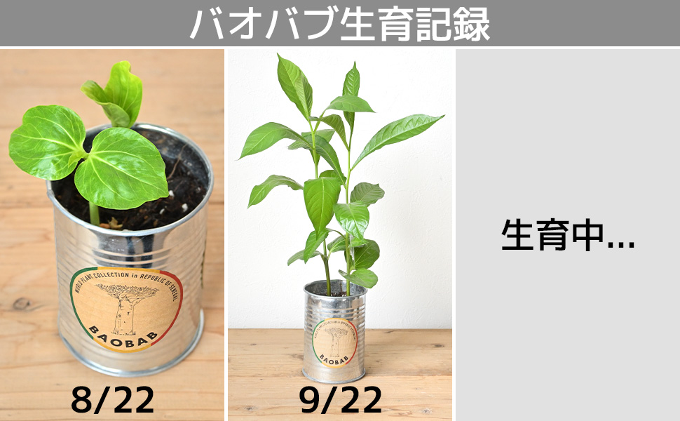 世界の植物 栽培セット