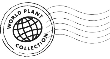 世界の植物 栽培セット