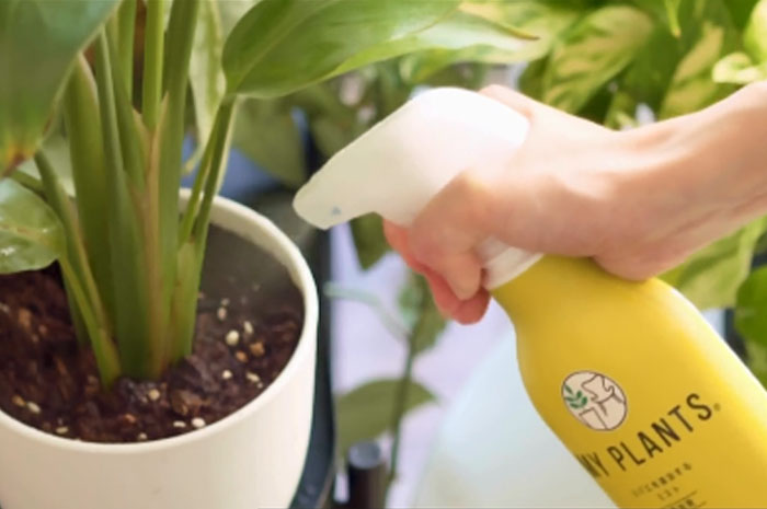 コバエを退治するミスト