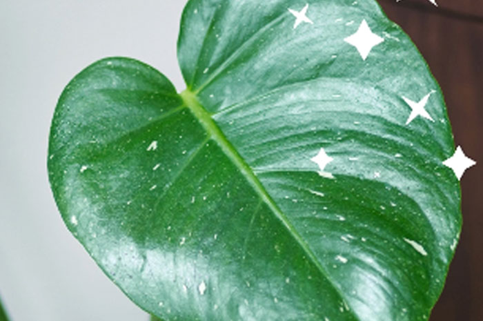 葉をきれいにするミスト