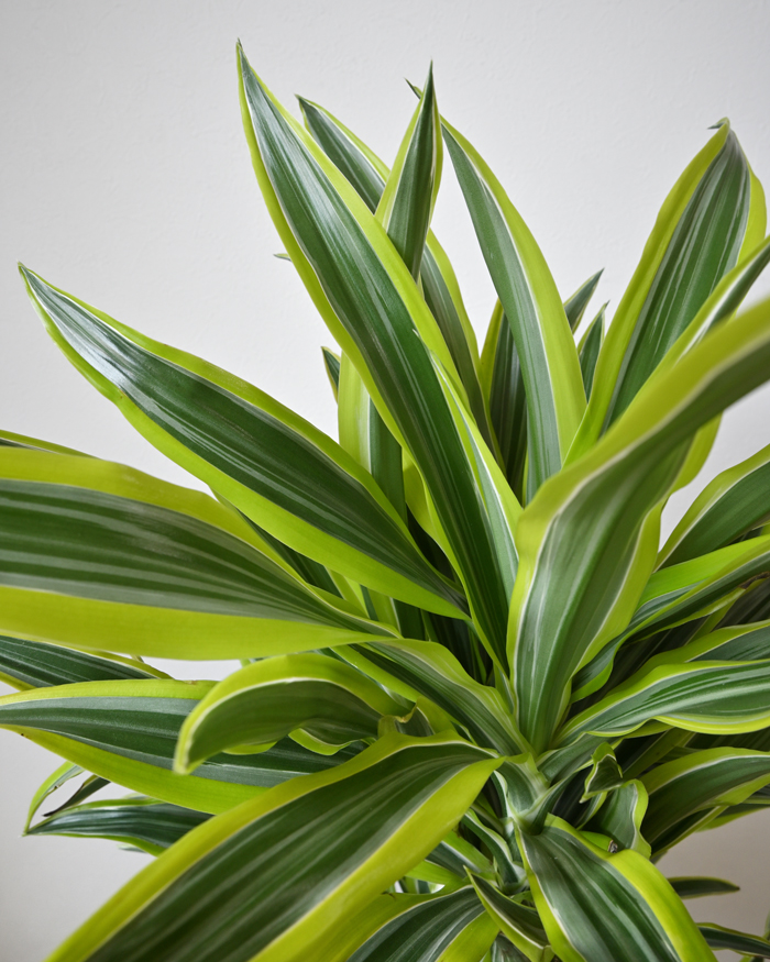 ドラセナ・ワーネッキー・レモンライム