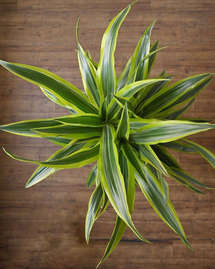 ドラセナ・ワーネッキー・レモンライム